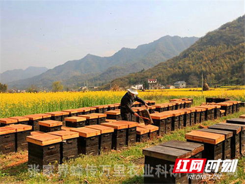 桑植县龙潭坪镇 上访大户变身扶贫达人